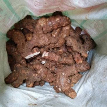 土茯苓本地中土，一两至三两。粉质白肉