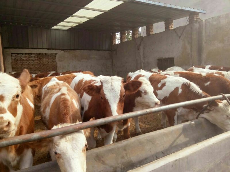 西门塔尔牛犊改良肉牛犊，育肥牛犊100~200kg