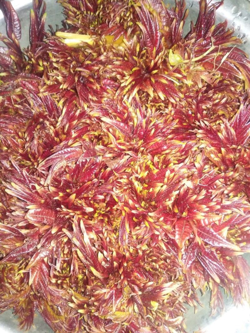 香椿芽10cm以下