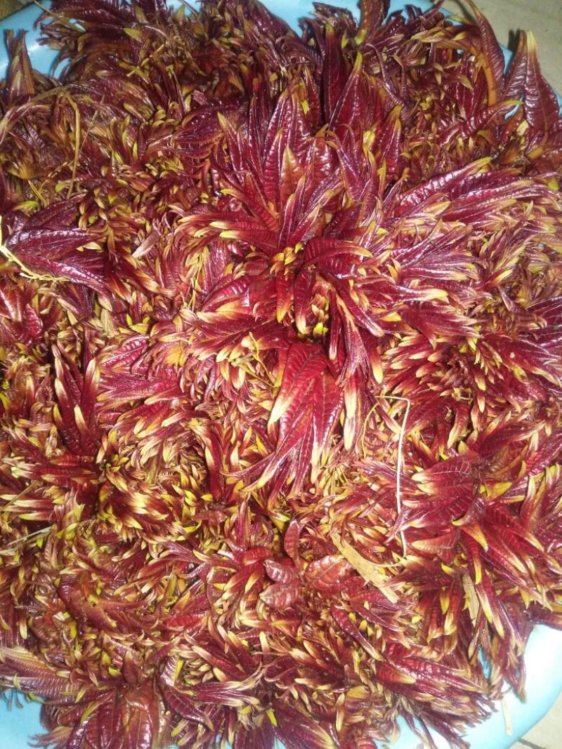 香椿芽10cm以下