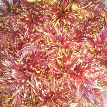 香椿芽10cm以下