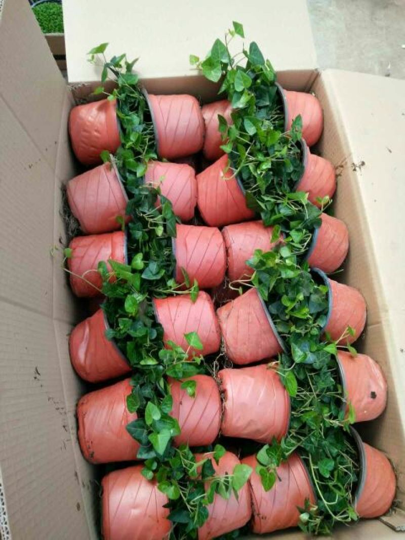 常春藤盆花规格齐全发货及时质量保证价格合理