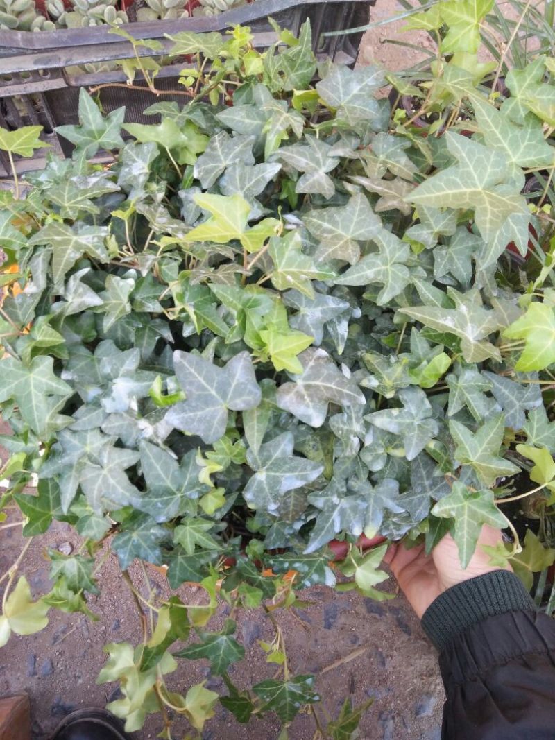 常春藤盆花规格齐全发货及时质量保证价格合理