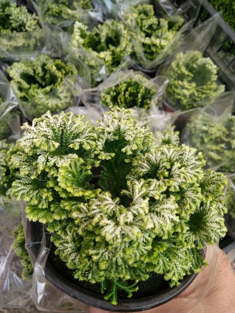绿萝规格齐全，叶面茂盛价格合理质量保证发货及时