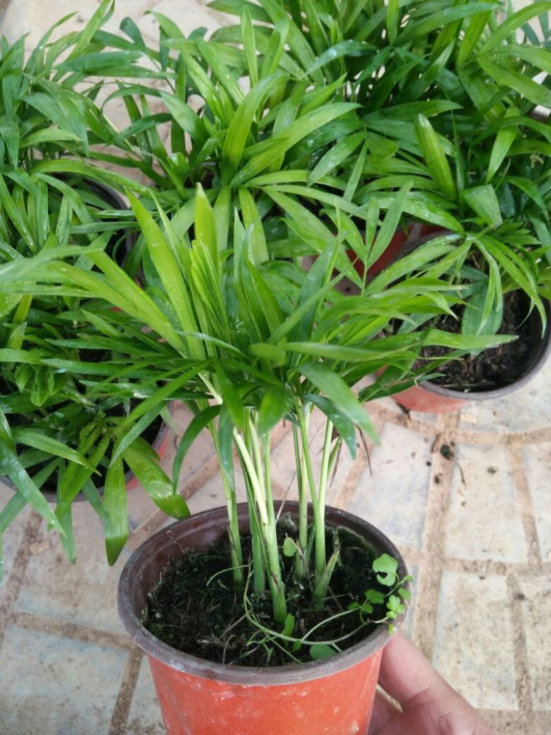 绿萝规格齐全，叶面茂盛价格合理质量保证发货及时