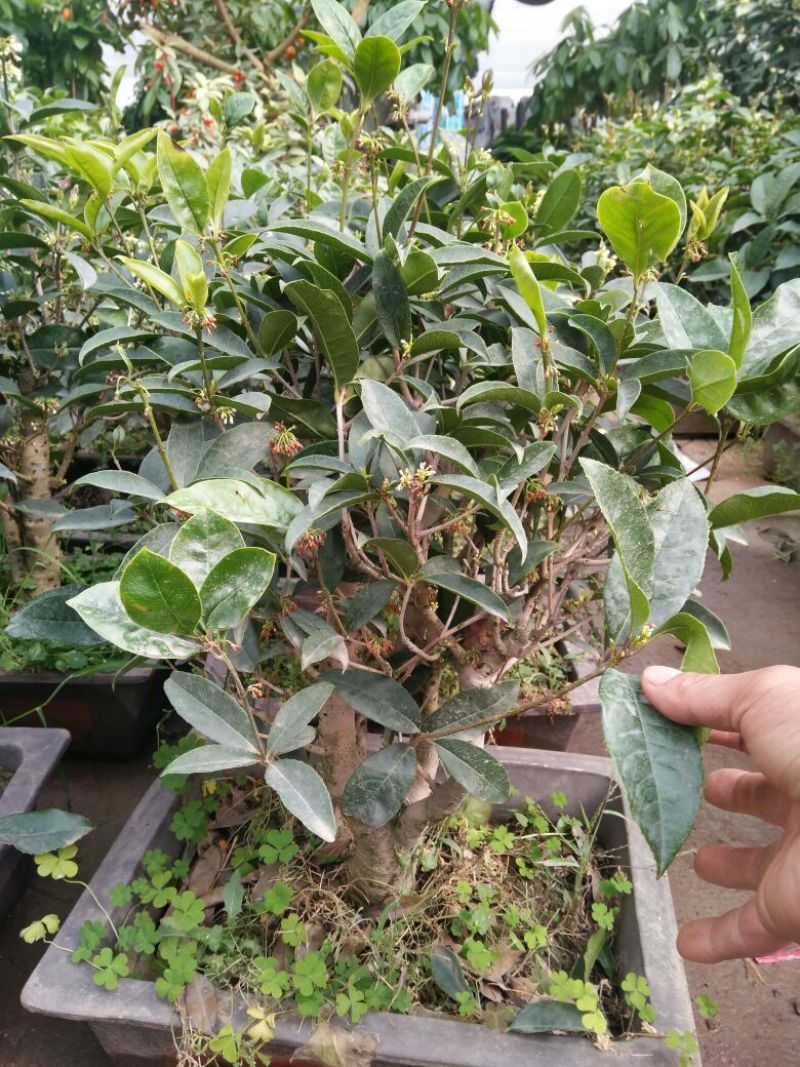 常夏石竹质量保证规格齐全价格合理发货及时