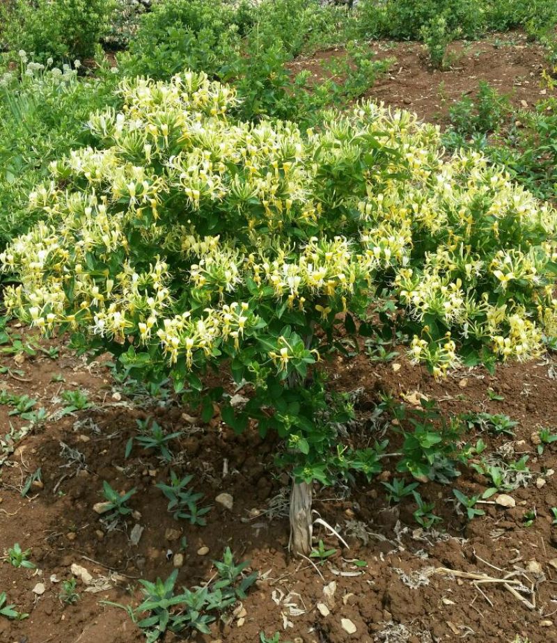树形四季金银花苗二年移栽大苗花开四次