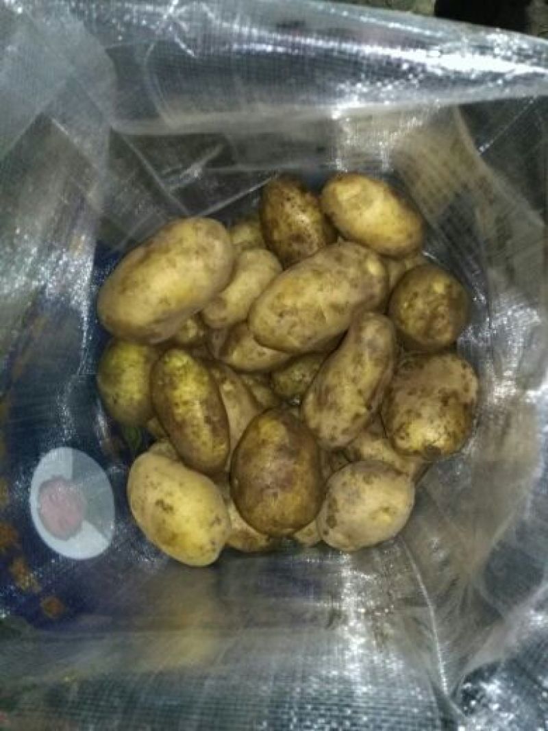 内蒙产806土豆种子，按需分拣，协助找车基地直发
