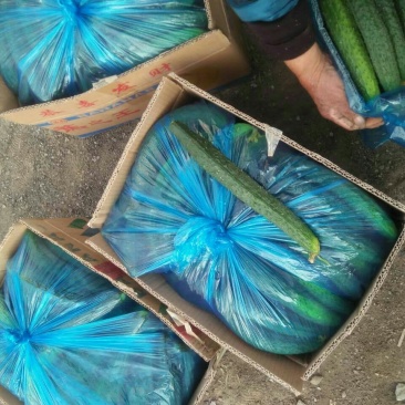 中农106黄瓜22~25公分鲜花带刺