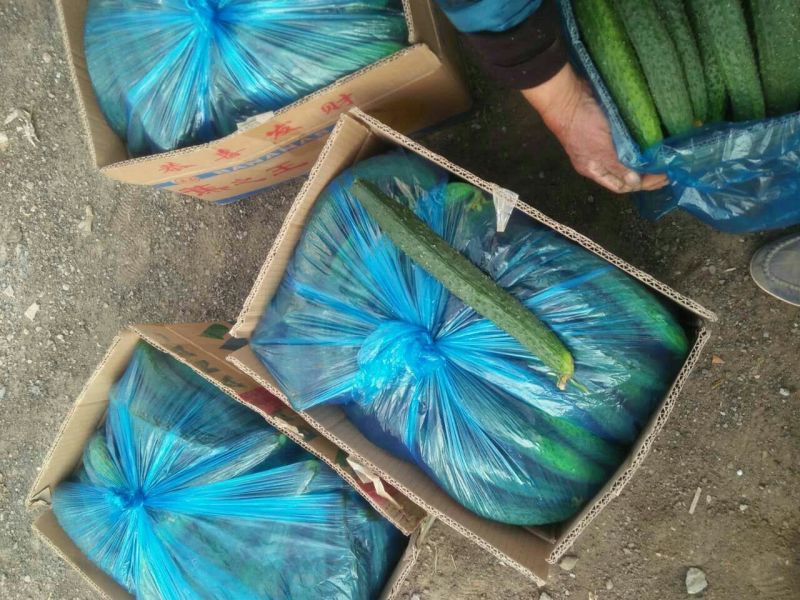 中农106黄瓜22~25公分鲜花带刺