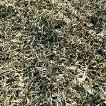 古树普洱茶一级