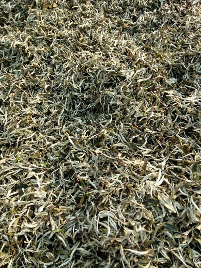 古树普洱茶一级