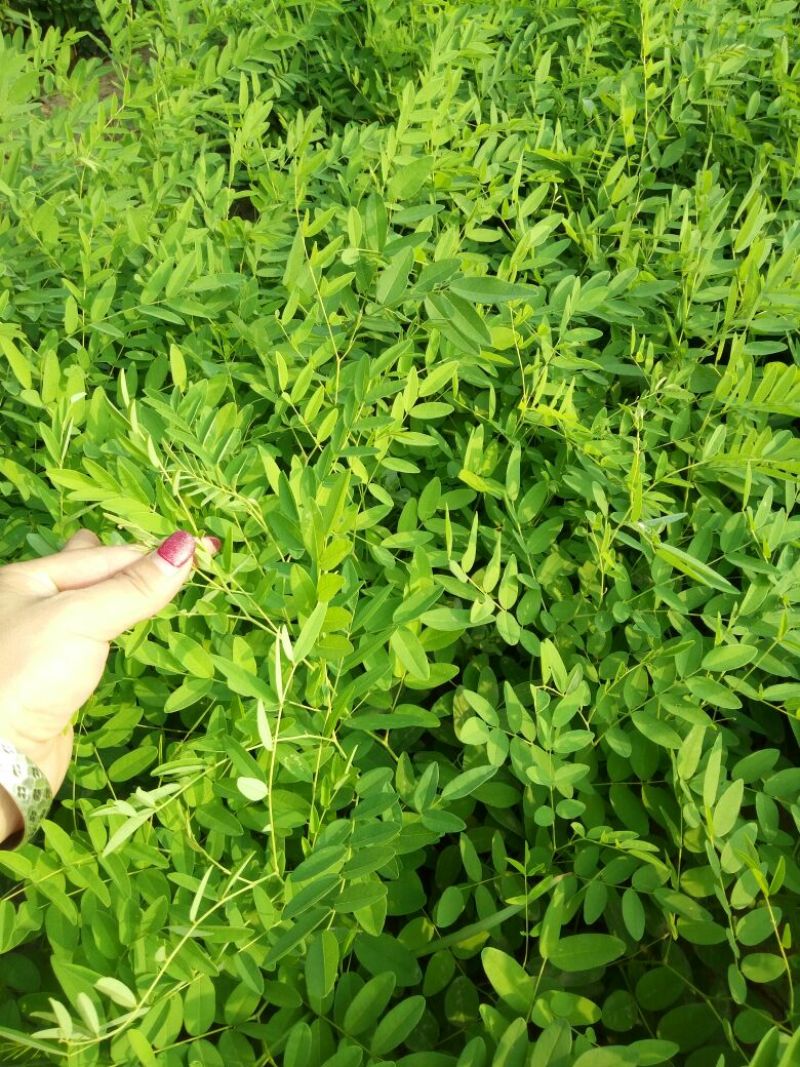 【推荐】优质苦参种子，保证质量批发零售，