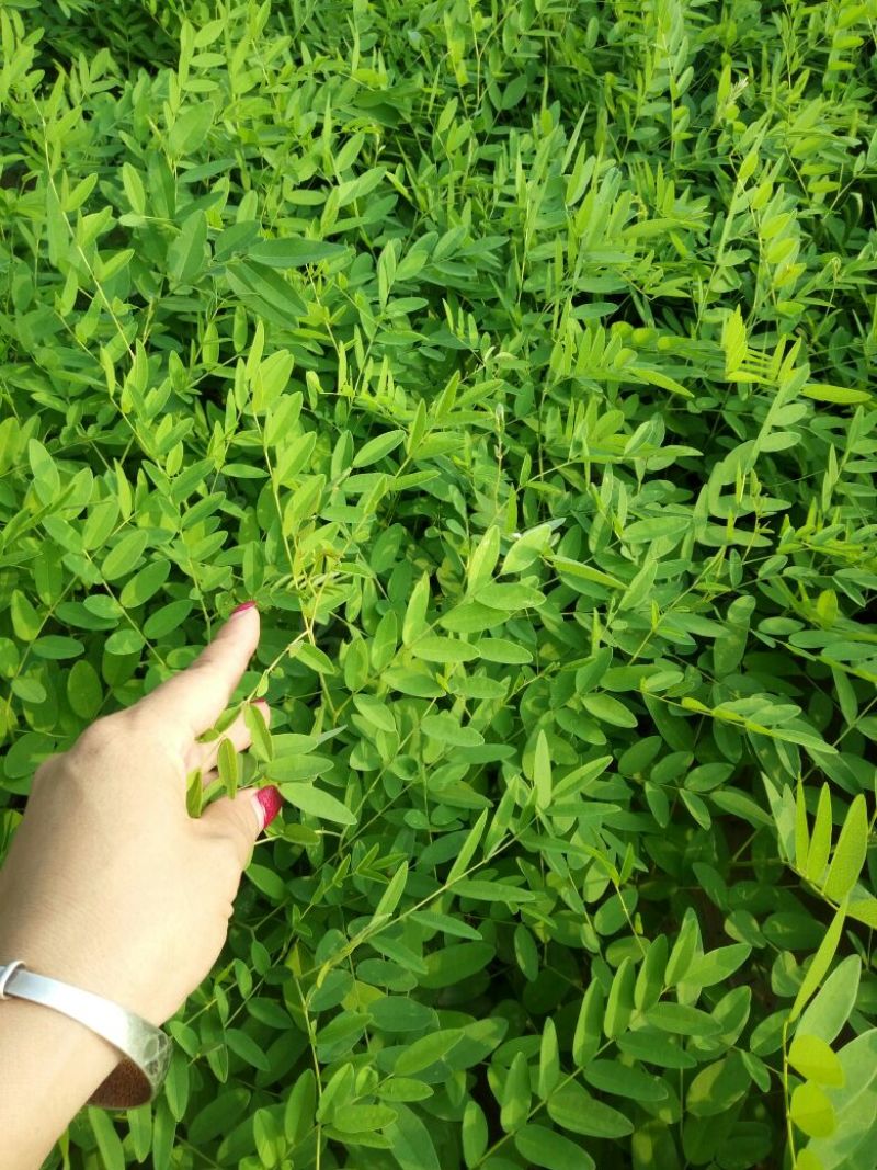 【推荐】优质苦参种子，保证质量批发零售，