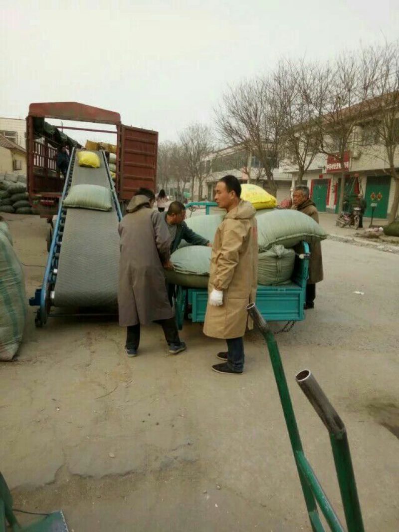 【推荐】优质苦参种子，保证质量批发零售，
