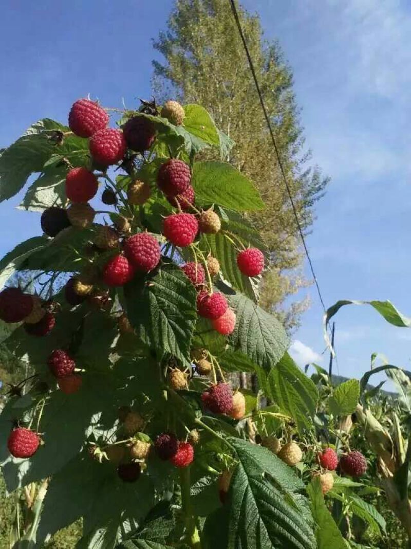 红树莓盆景苗，双季红树莓当年结果盆栽苗，双季红树莓秋萍苗