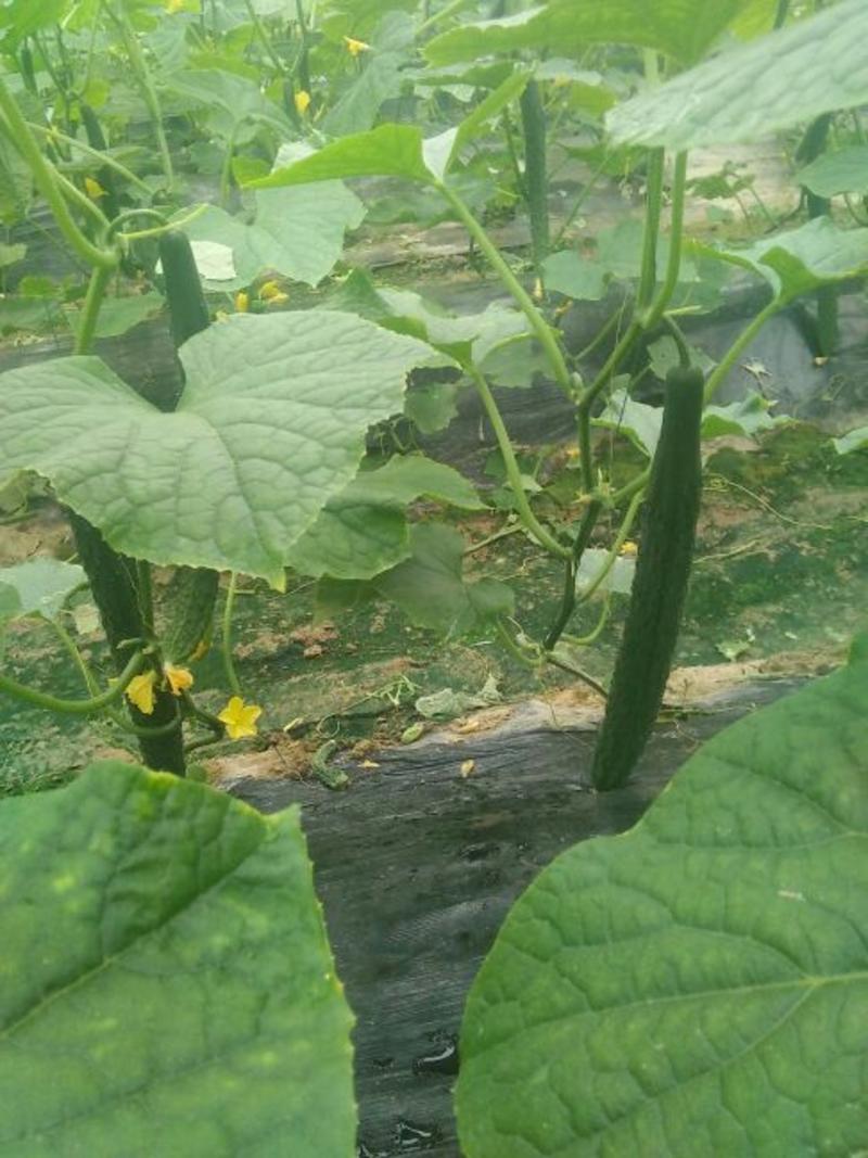 夏邑黄瓜精品德瑞特721鲜花带刺产地一手货源供全国