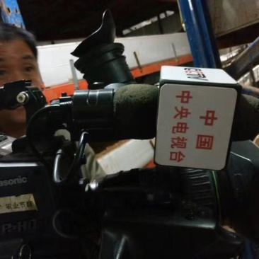 黑皮鸡枞菌菌棒工厂直销基地直销菌包供应