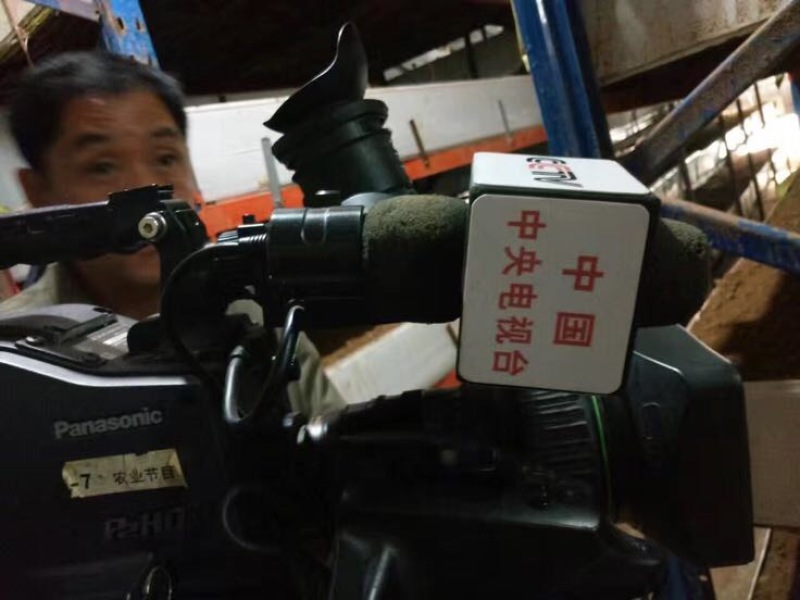 黑皮鸡枞菌菌棒工厂直销基地直销菌包供应