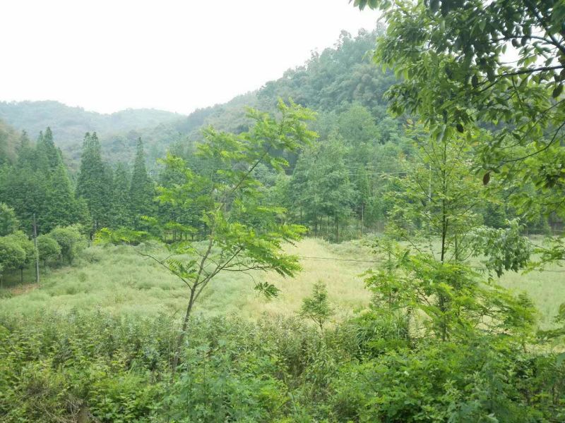 压榨菜籽油三级