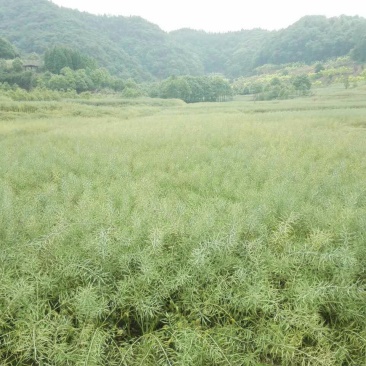 压榨菜籽油三级