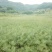 压榨菜籽油三级
