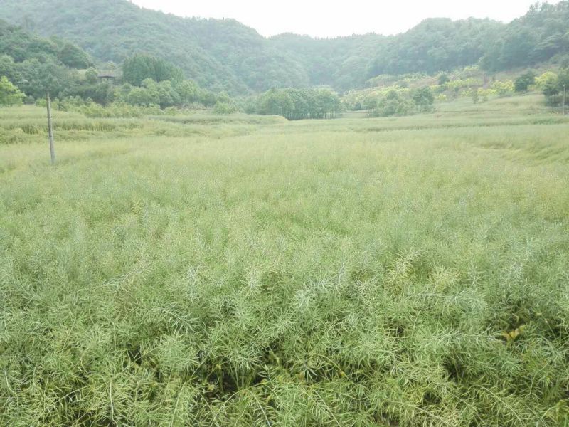 压榨菜籽油三级