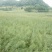 压榨菜籽油三级