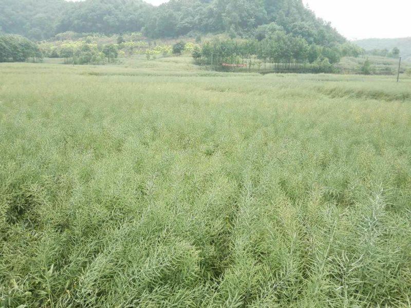压榨菜籽油三级