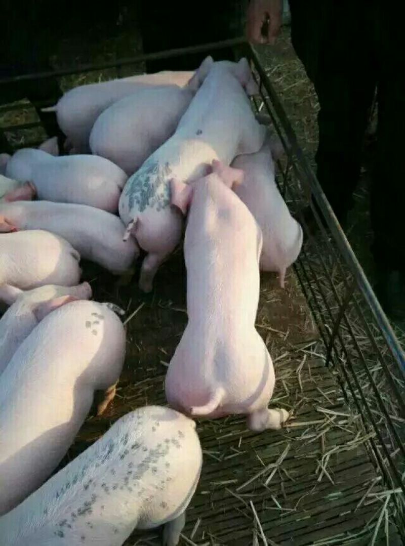 【大型猪场】三元仔猪防疫严格包成活抗病能力强