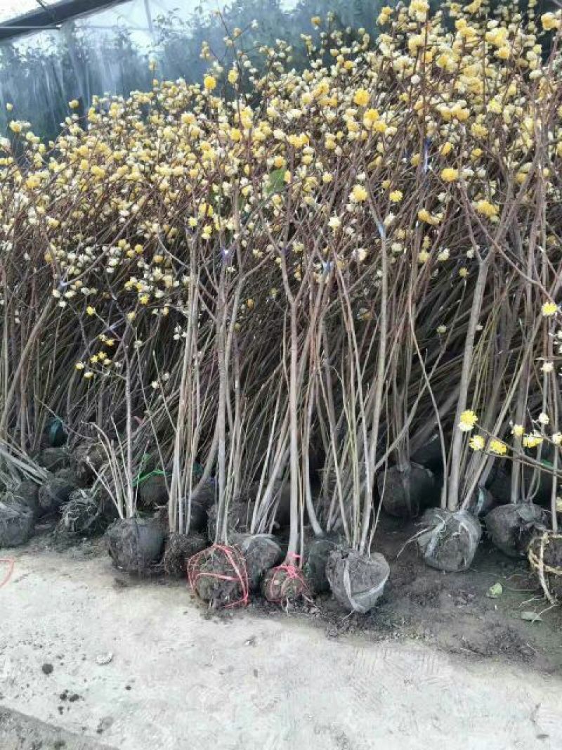 结香花80~100cm
