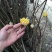 结香花80~100cm