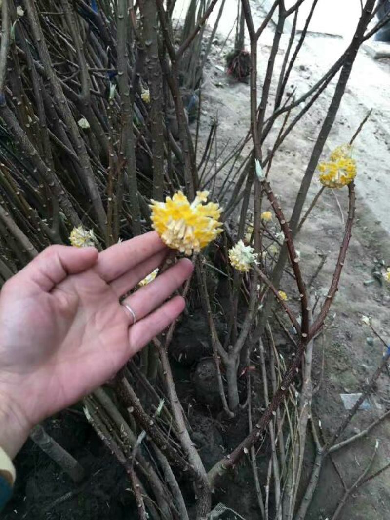 结香花80~100cm