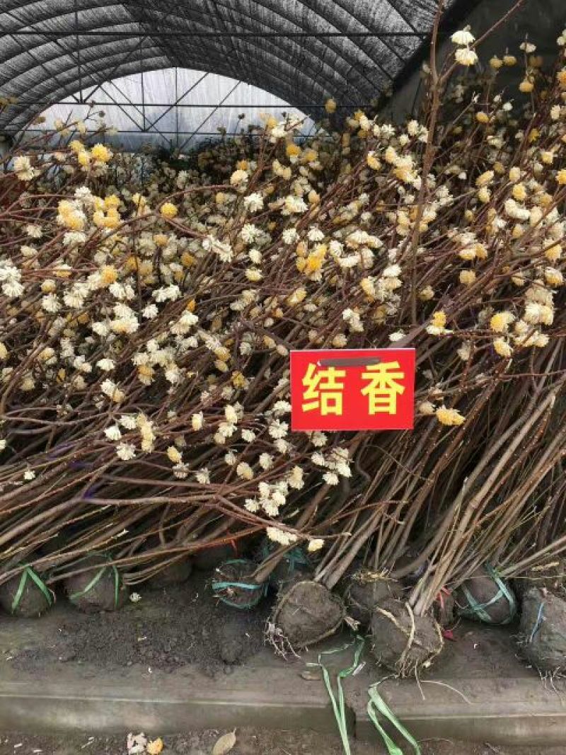结香花80~100cm