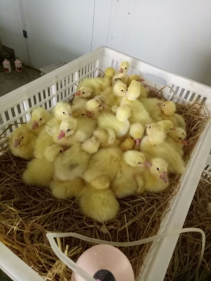鹅苗250g以上