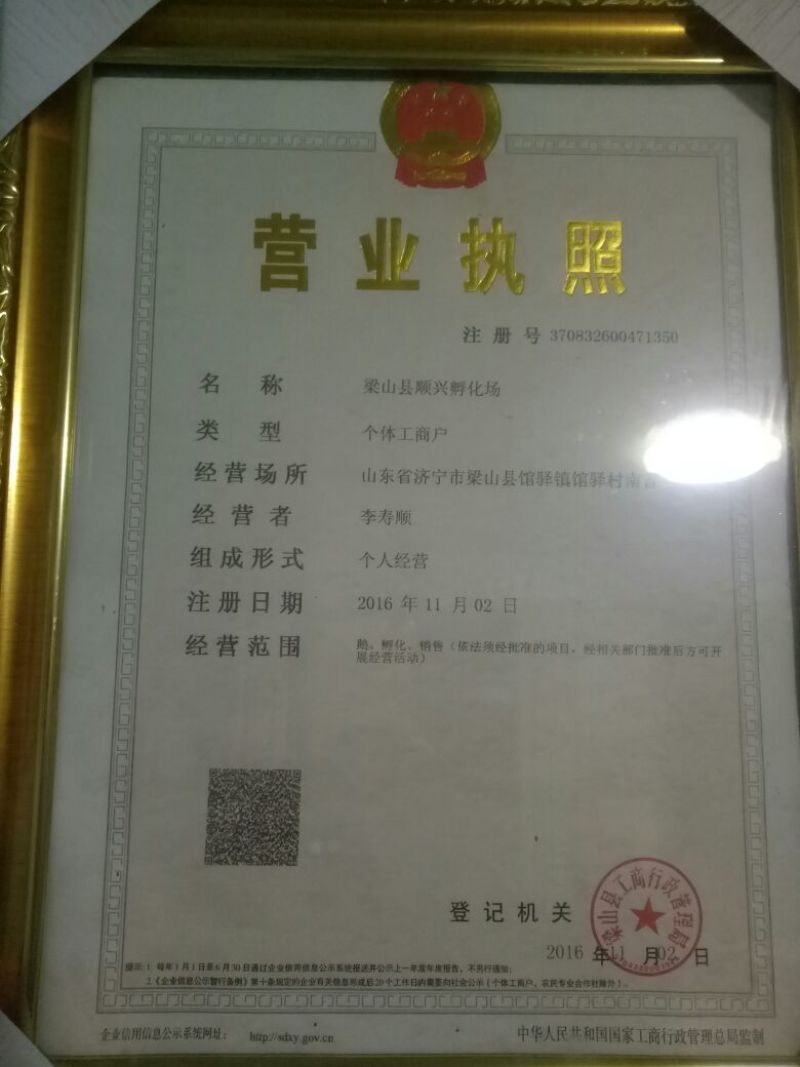 鹅苗250g以上