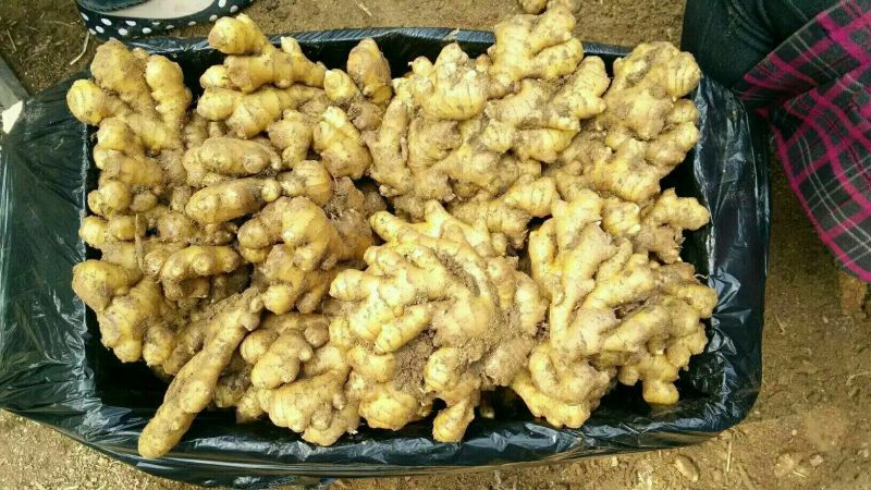 【热卖中】大黄姜块头大辣味足【产地一手货源保质保量】