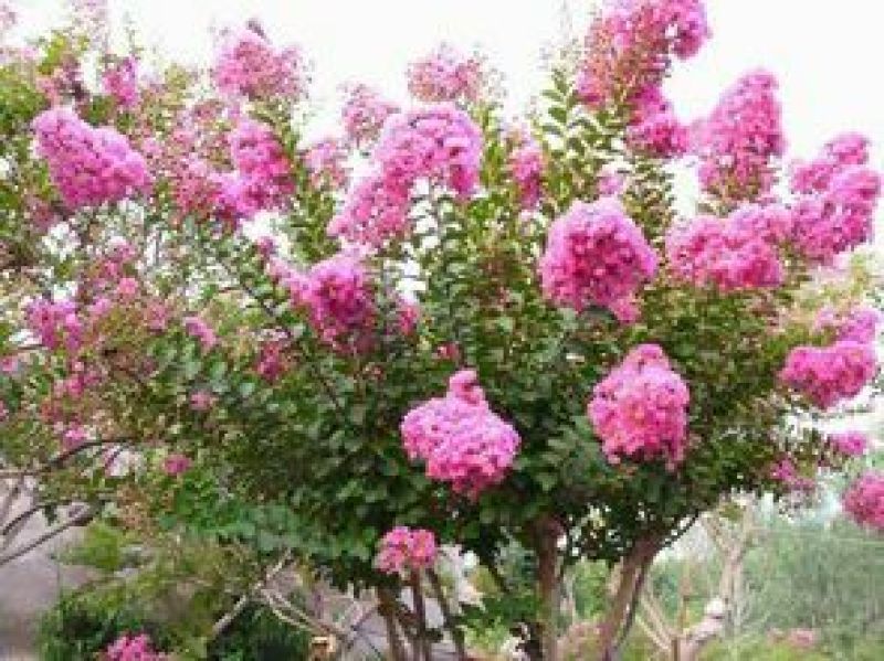 红花紫薇1米以下2cm以下0.5~1米