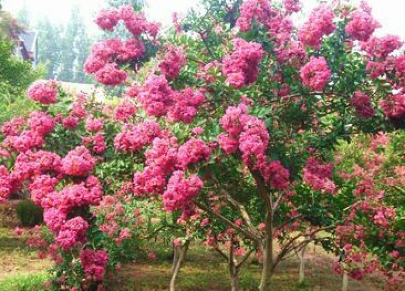 红花紫薇1米以下2cm以下0.5~1米