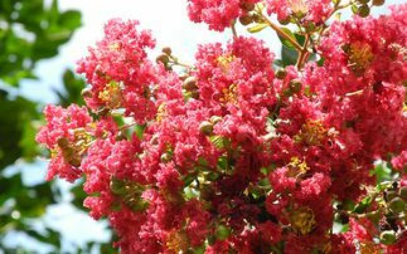红花紫薇1米以下2cm以下0.5~1米