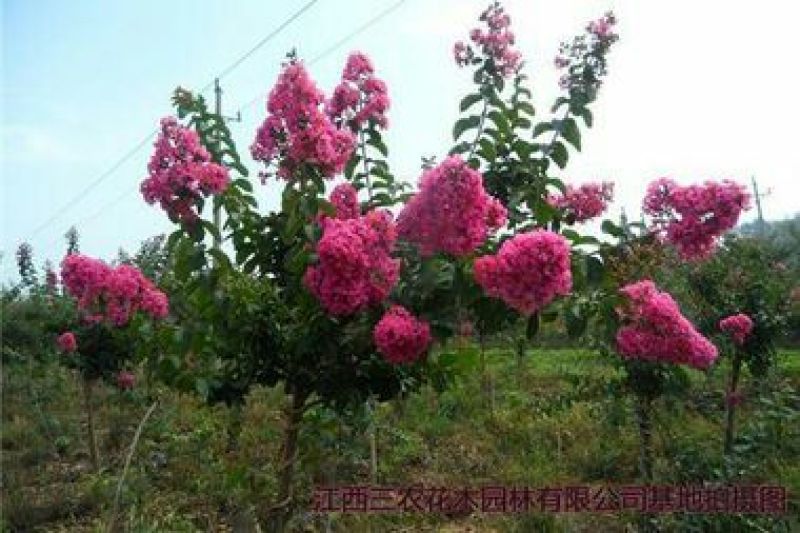 红花紫薇1米以下2cm以下0.5~1米