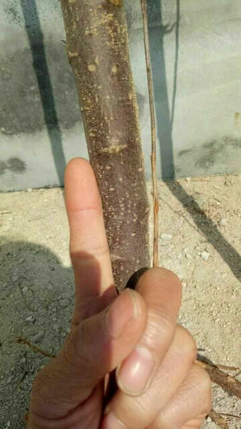 山东优质果苗红肉苹果苗119-0680cm以规格齐全