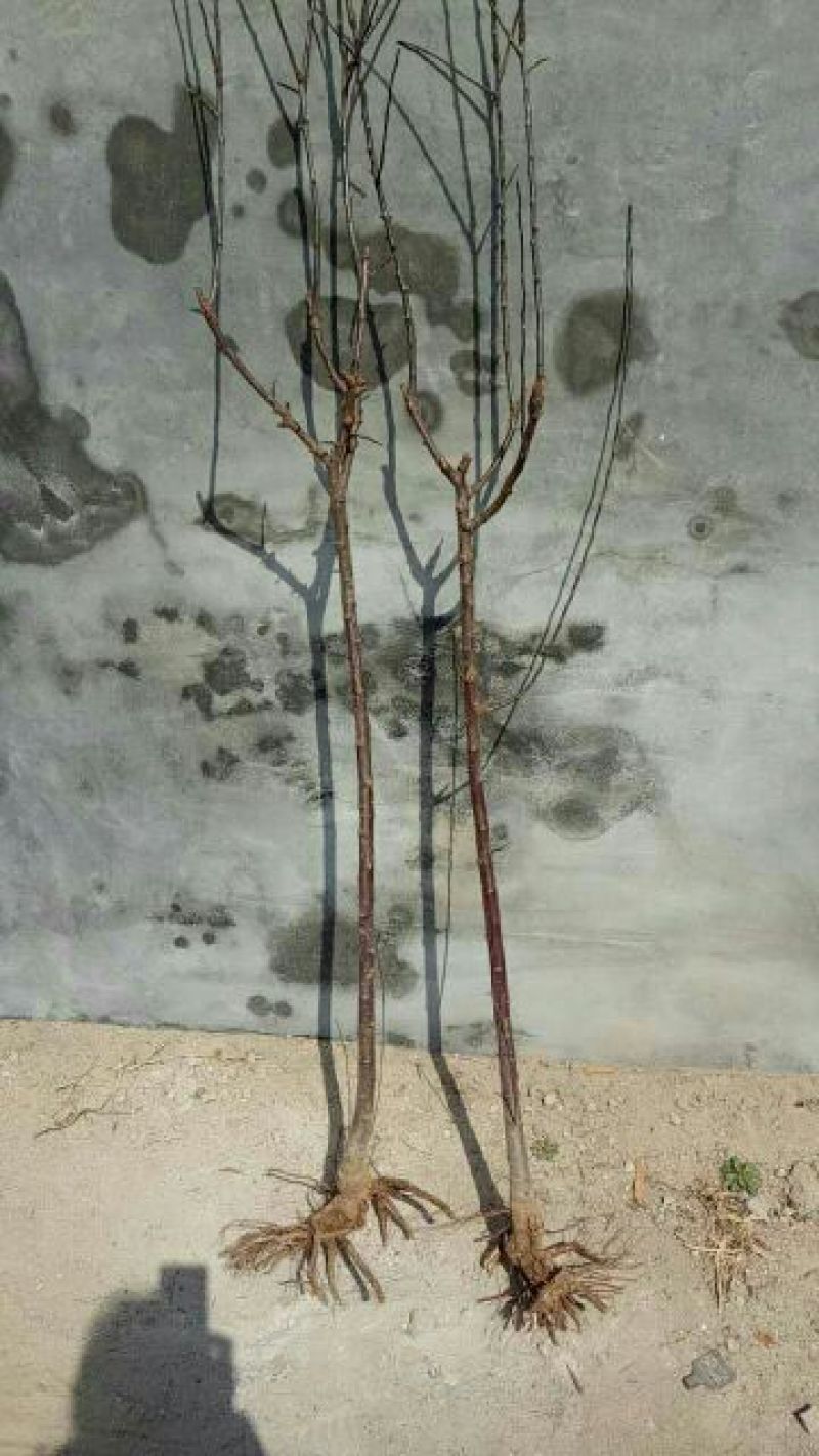 山东优质果苗红肉苹果苗119-0680cm以规格齐全