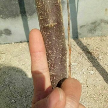山东优质果苗红肉苹果苗119-0680cm以规格齐全