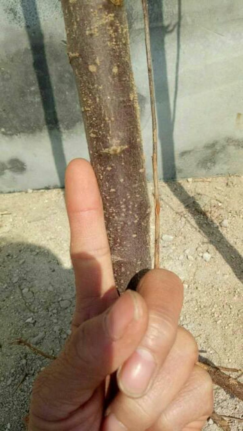 山东优质果苗红肉苹果苗119-0680cm以规格齐全
