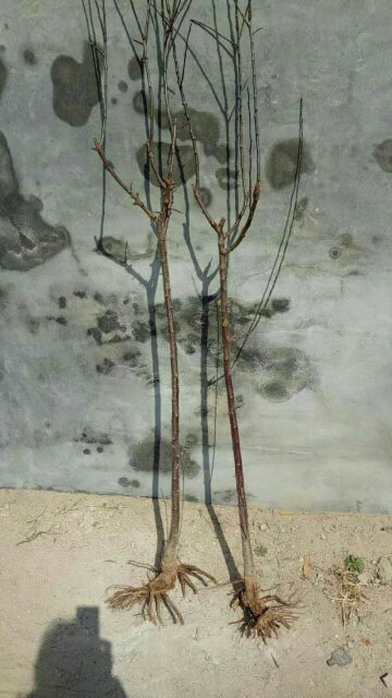 山东优质果苗红肉苹果苗119-0680cm以规格齐全