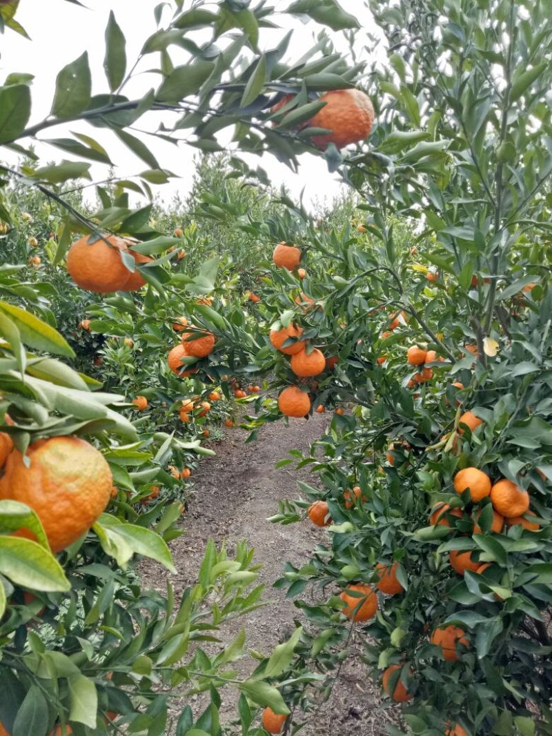 专业代收，宾川晚芦椪柑，沃柑，橙子