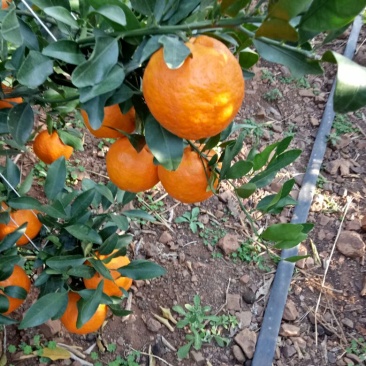 专业代收，宾川晚芦椪柑，沃柑，橙子