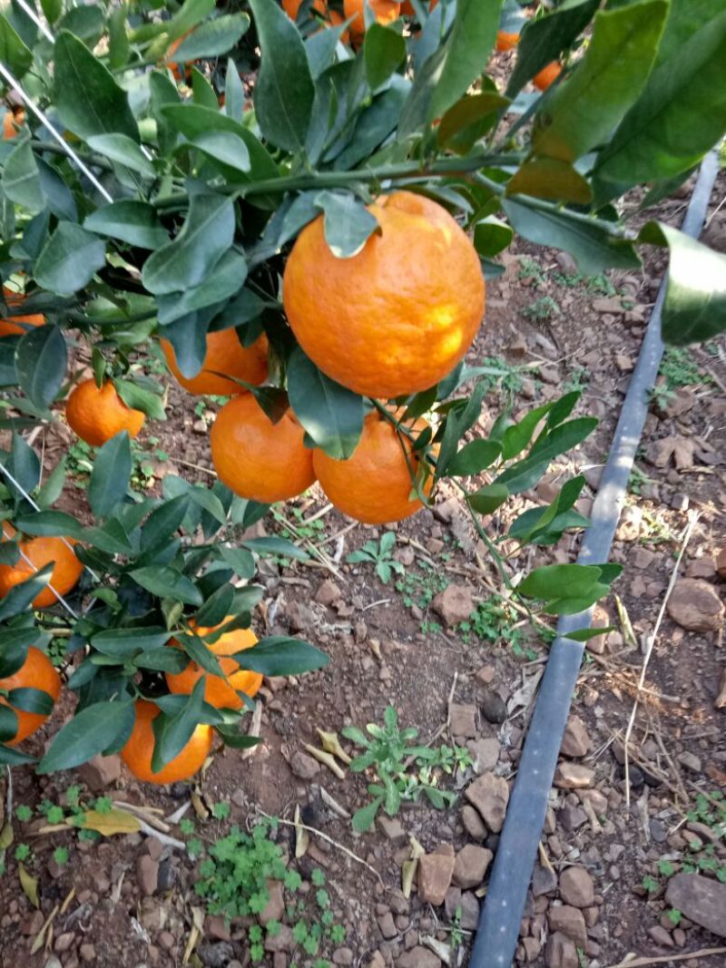 专业代收，宾川晚芦椪柑，沃柑，橙子