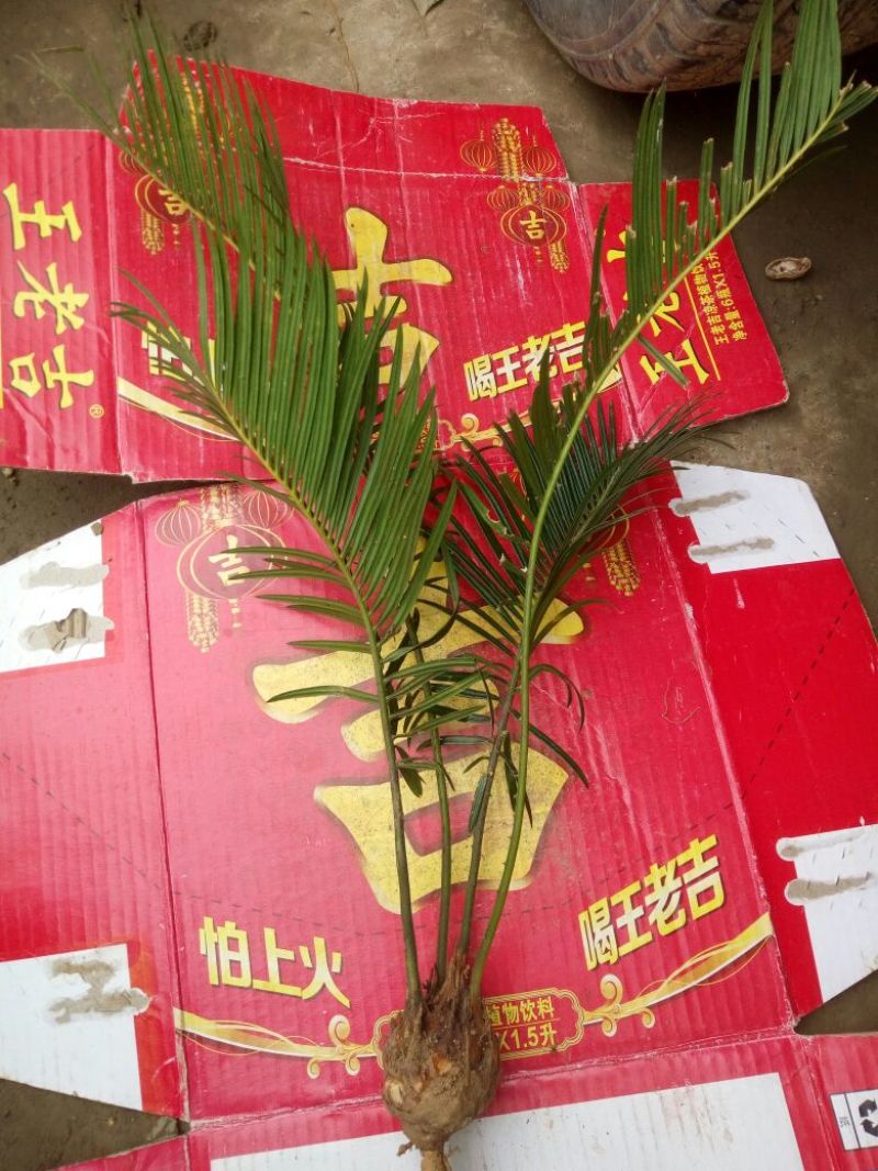铁树盆景，小，中，大，裸根供应